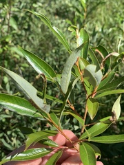 Salix serissima