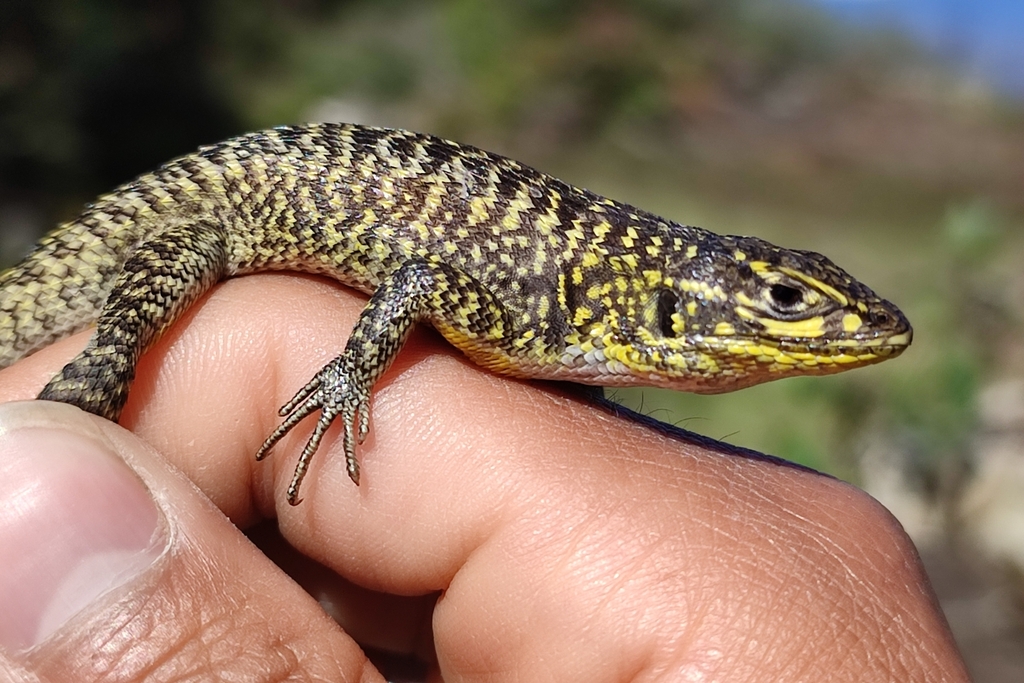 Eastern Whorltail Iguana