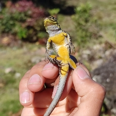 Stenocercus orientalis