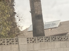 Melanerpes uropygialis