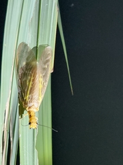 Protohermes costalis