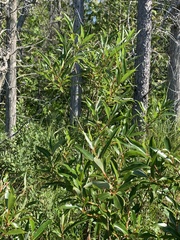 Salix serissima