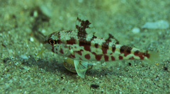 Black-Striped Goatfish photo 3