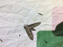 Sphinx canadensis