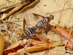 Exoprosopa rivularis