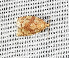 Adoxophyes negundana