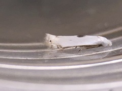 Pseudopostega quadristrigella