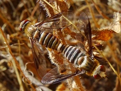 Exoprosopa rivularis