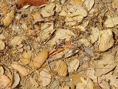 Exoprosopa rivularis