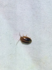 Prionocyphon limbatus