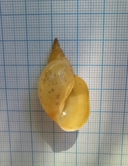 Lymnaea stagnalis