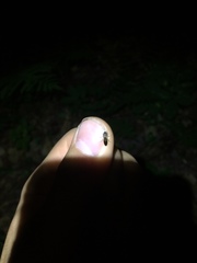 Melandryidae