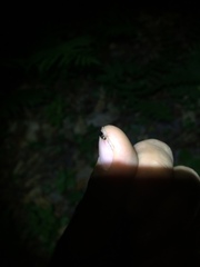 Melandryidae