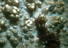 Procalpurnus lacteus