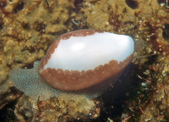 Procalpurnus lacteus
