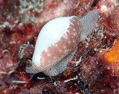 Procalpurnus lacteus