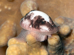 Procalpurnus lacteus