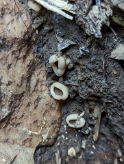 Dissingia leucomelaena