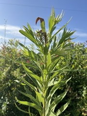 Solidago altissima pluricephala