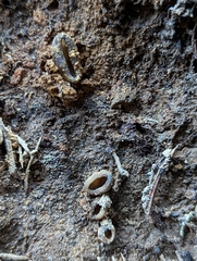 Dissingia leucomelaena