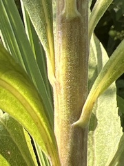 Solidago altissima pluricephala