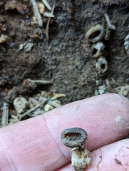 Dissingia leucomelaena