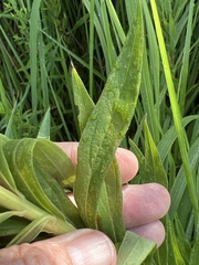 Solidago altissima pluricephala