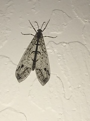 Dendroleon speciosus