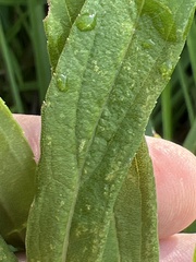 Solidago altissima pluricephala