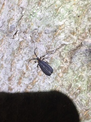 Leptoceletes basalis