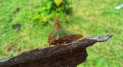 Umbonia spinosa