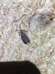 Leptoceletes basalis