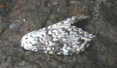 Pantheinae