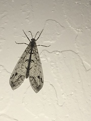 Dendroleon speciosus