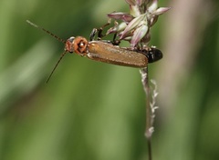 Cantharis figurata