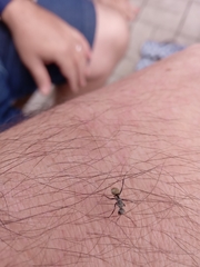 Camponotus arboreus