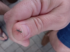 Camponotus arboreus