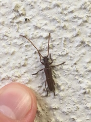 Aneflomorpha lineare