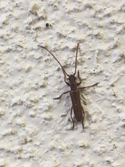 Aneflomorpha lineare