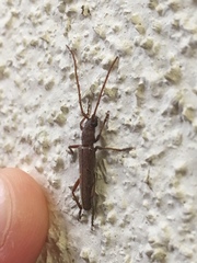 Aneflomorpha lineare