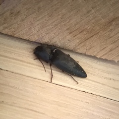 Diplostethus opacicollis