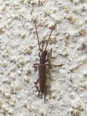 Aneflomorpha lineare