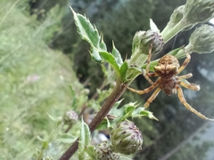 Gibbaranea bituberculata