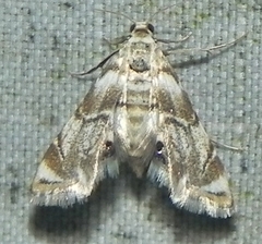 Eoparargyractis plevie