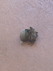 Latrodectus geometricus