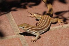 Aspidoscelis sonorae