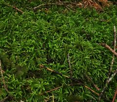 Eurhynchium angustirete