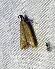 Dichomeris heriguronis