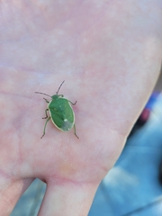 Chlorochroa persimilis