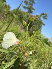 Hibiscus aculeatus